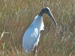 Florida_2007-2008-012